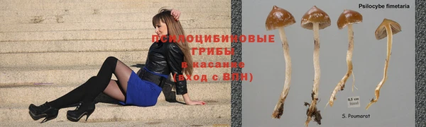 стафф Богородск
