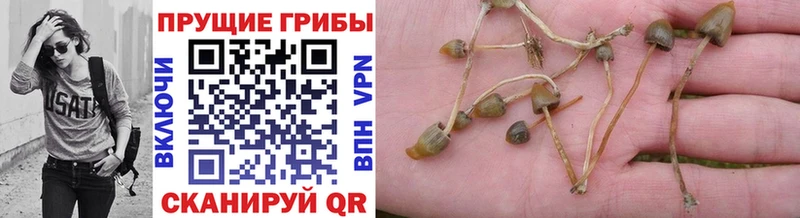 Псилоцибиновые грибы Psilocybe  Купить где  Буйнакск 